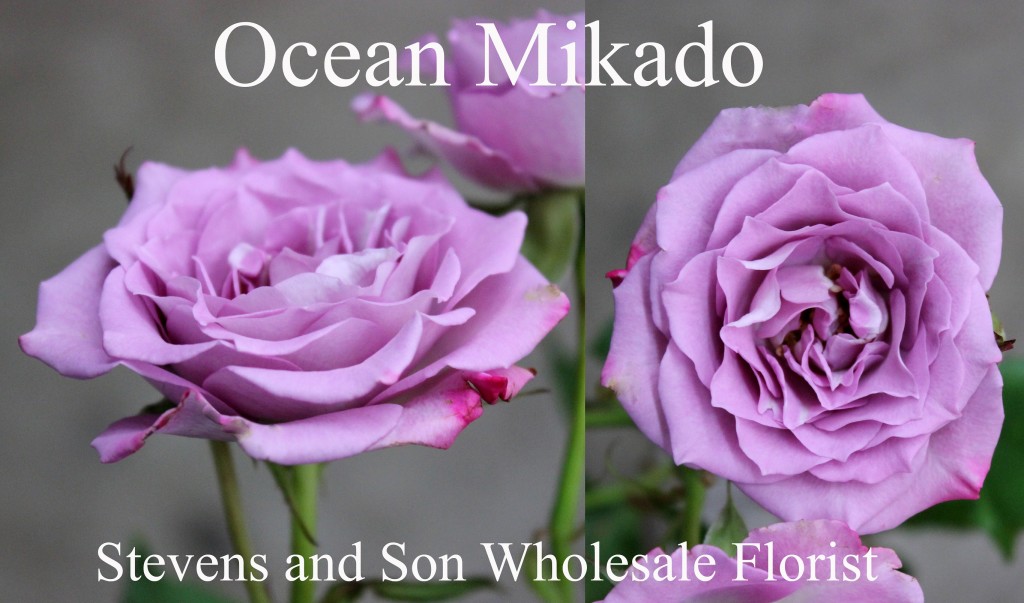 Ocean Mikado - Photo Credit Allison Linder