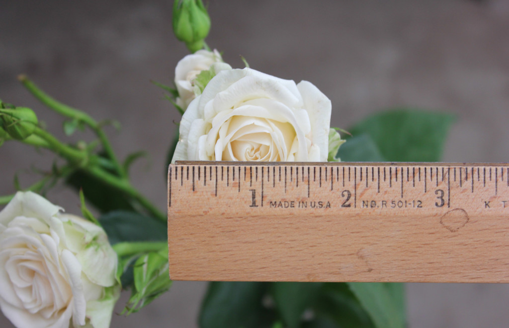 Olyesa - Measured - Photo Credit Allison Linder