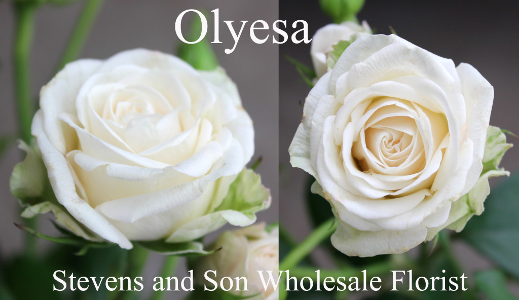 Olyesa - Photo Credit Allison Linder copy