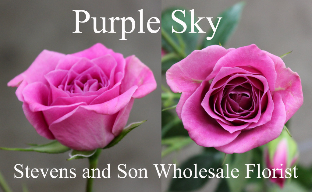 Purple Sky - Photo Credit Allison Linder