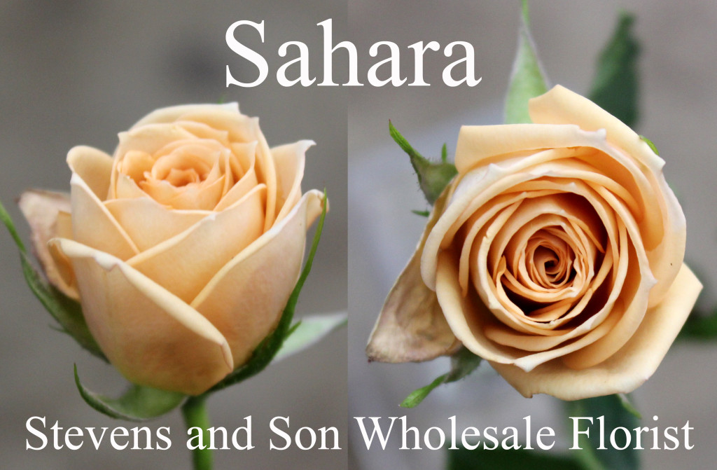 Sahara - Photo Credit Allison Linder