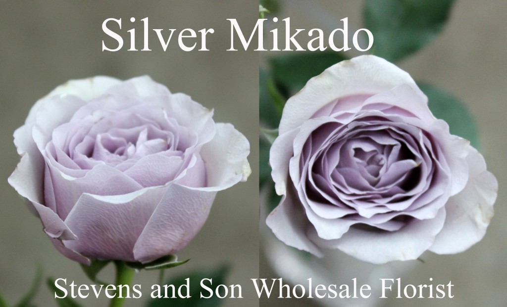Silver Mikado - Photo Credit Allison Linder