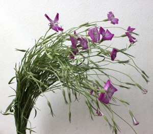 Agrostemma - Length - Photo Credit Allison Linder