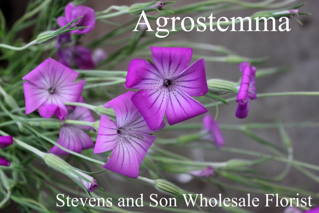 Agrostemma - Photo Credit Allison Linder