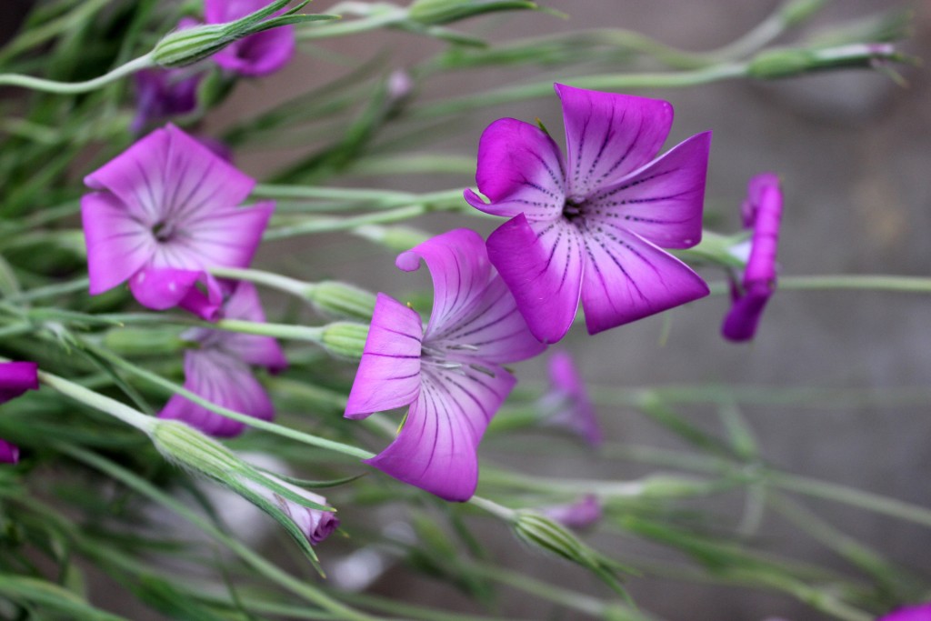Agrostemma - Side - Photo Credit Allison Linder