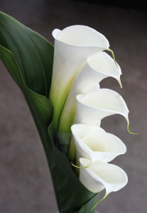 Calla Lily - Side 2 - Photo Credit Allison Linder