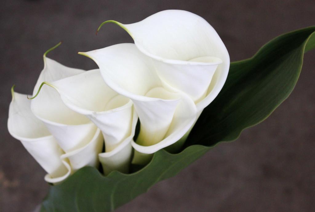 Calla Lily - Side - Photo Credit Allison Linder