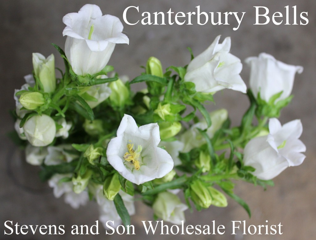 Canterbury Bells - Photo Credit Allison Linder