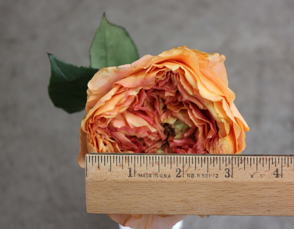 Caraluna - Measured - Photo Credit Allison Linder