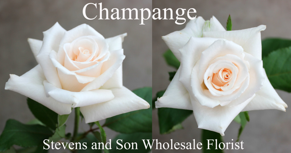 Champagne - Photo Credit Allison Linder copy