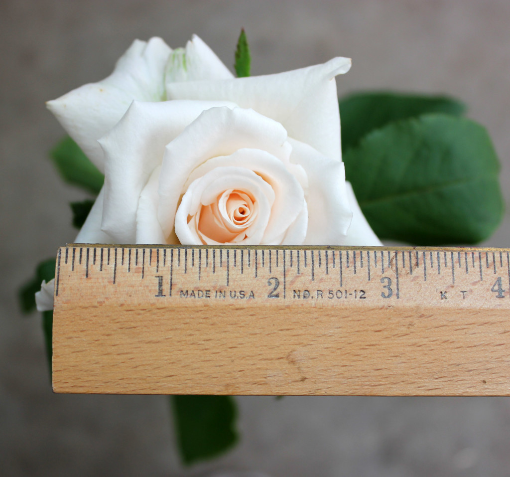 Champange - Measured - Photo Credit Allison Linder