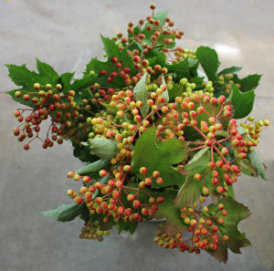 Cranberry Viburnum - Aerial - Photo Credit Allison Linder