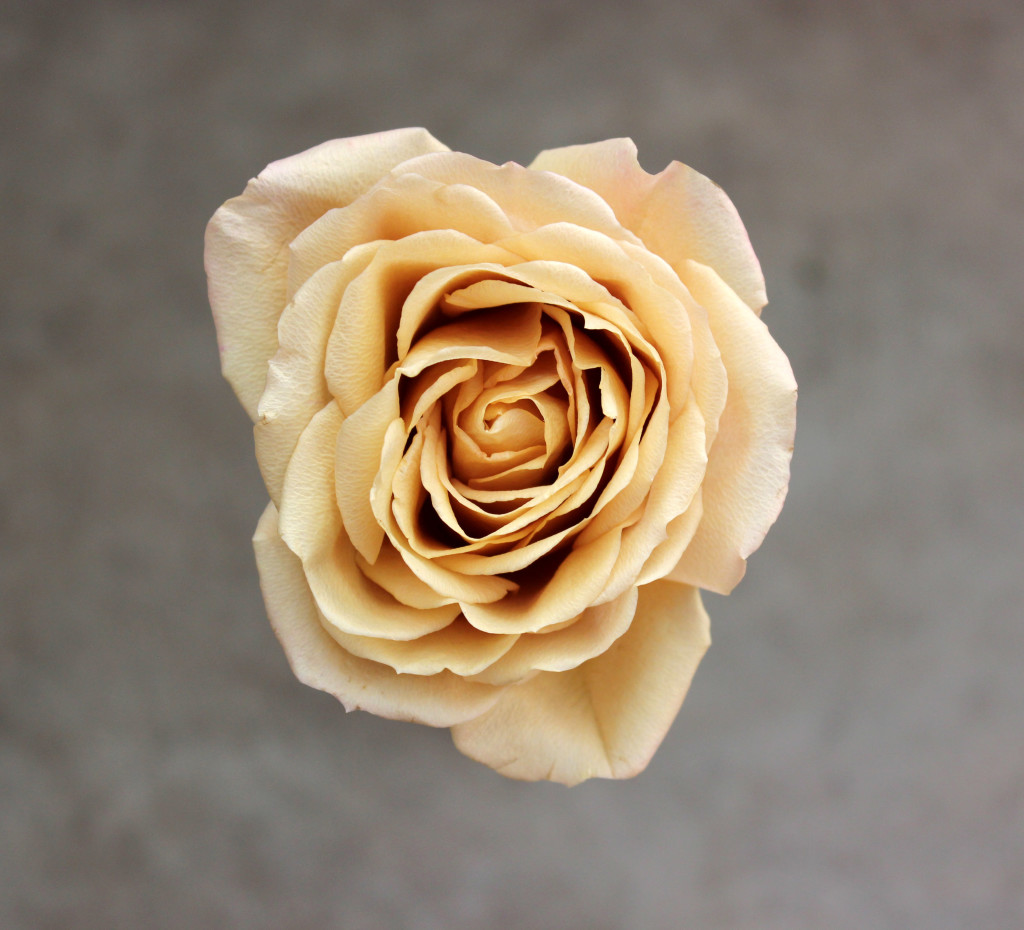 Golden Mustard | Stevens and Son Wholesale Florist