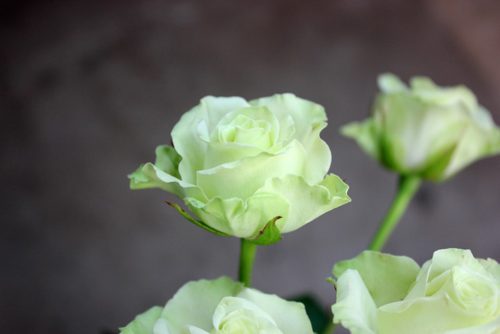 Green Glow - Side - Photo Credit Allison Linder
