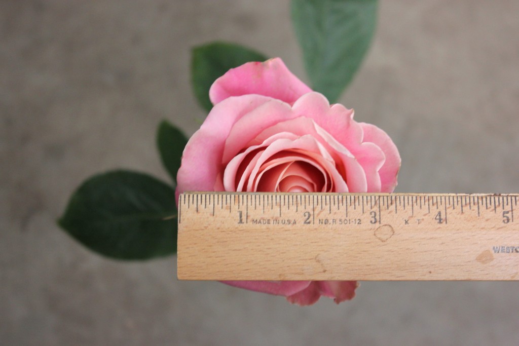 Hermosa - Measured - Photo Credit Allison Linder
