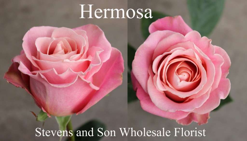 Hermosa - Photo Credit Allison Linder