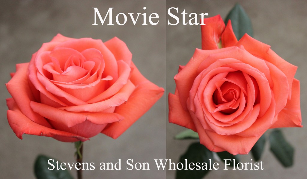 Movie Star - Photo Credit Allison Linder