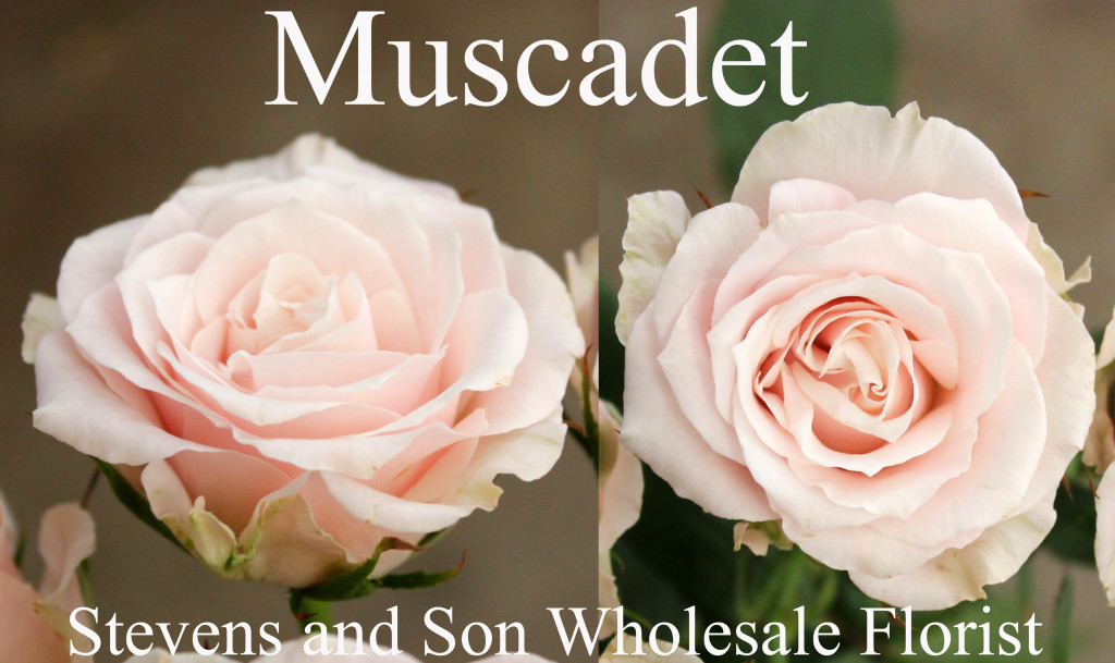 Muscadet - Photo Credit Allison Linder