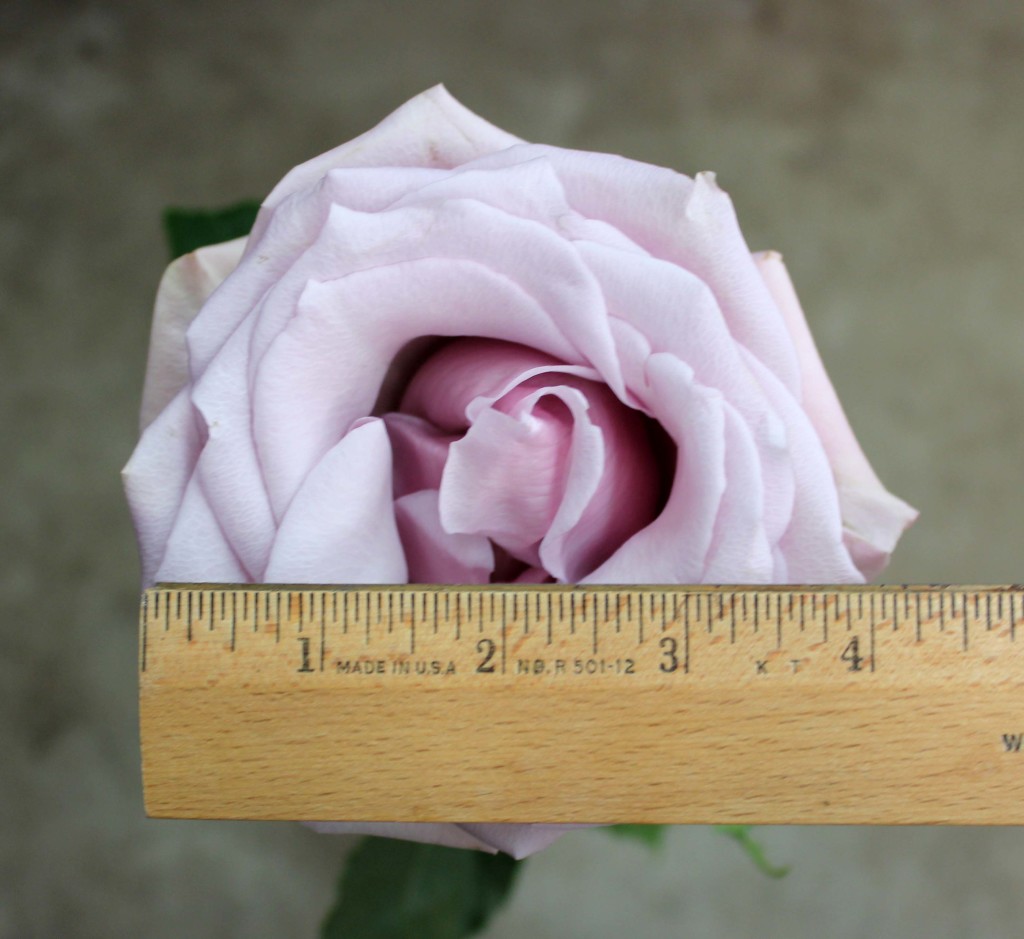 Nautica - Measured - Photo Credit Allison Linder