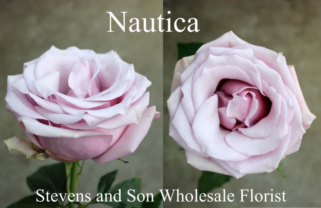 Nautica - Photo Credit Allison Linder