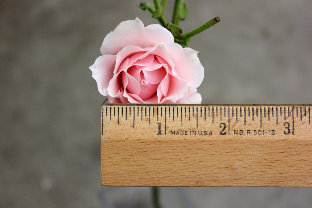 Odilia - Measured - Photo Credit Allison Linder
