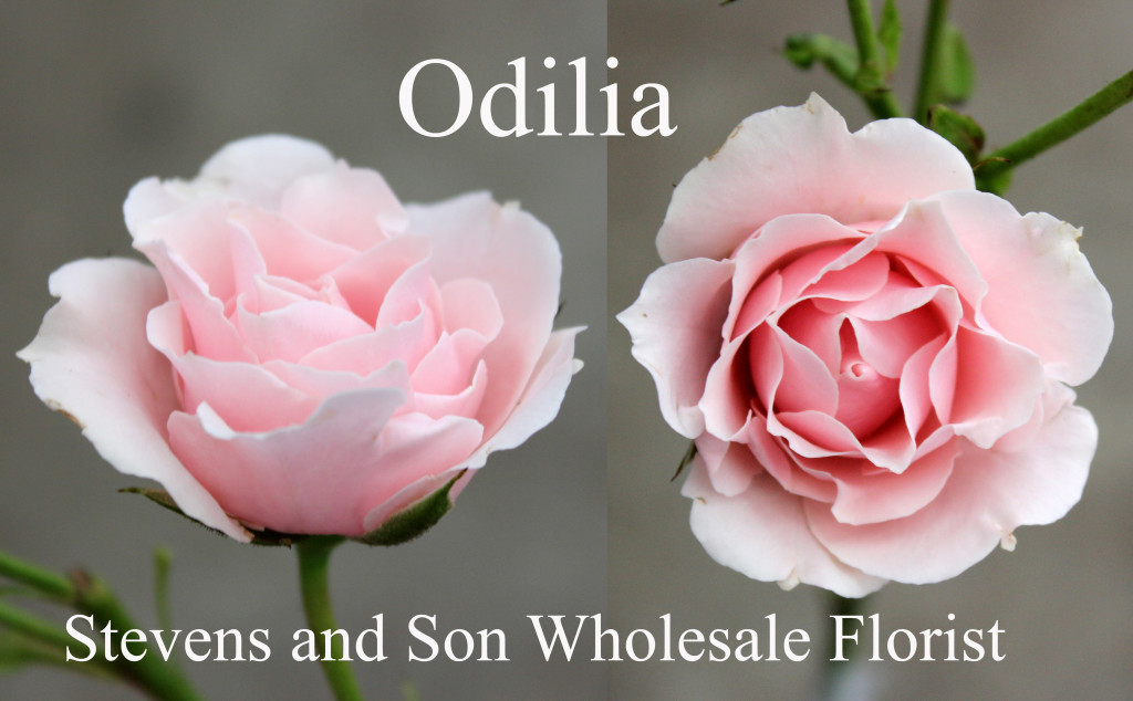 Odilia - Photo Credit Allison Linder