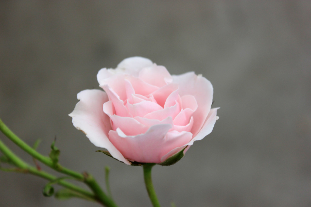 Odilia - Side - Photo Credit Allison Linder
