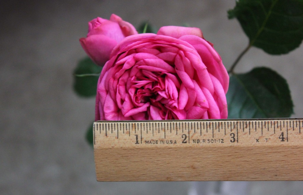 Pink Piano - Measured - Photo Credit Allison Linder