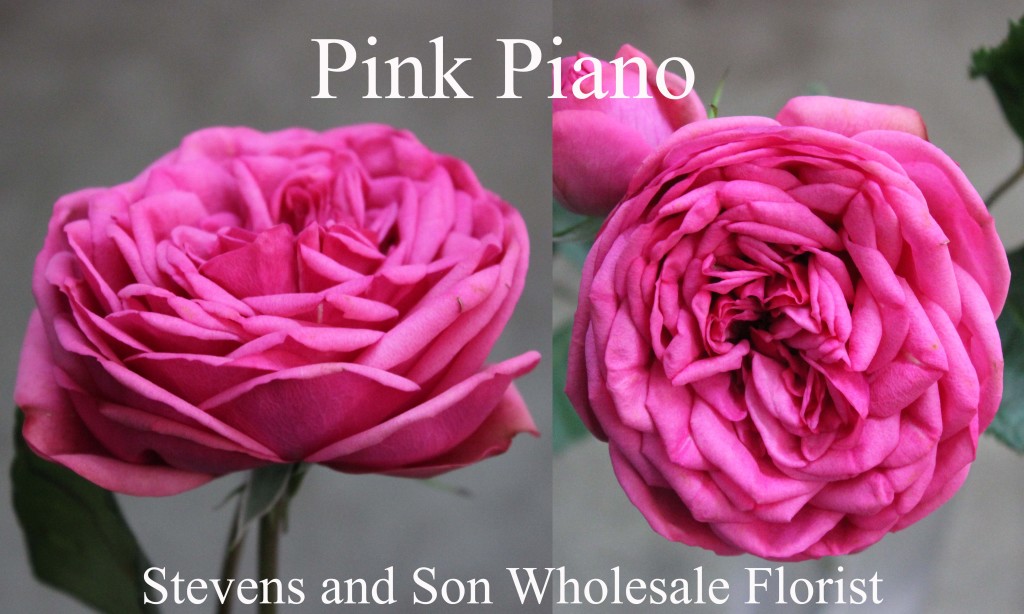 Pink Piano - Photo Credit Allison Linder
