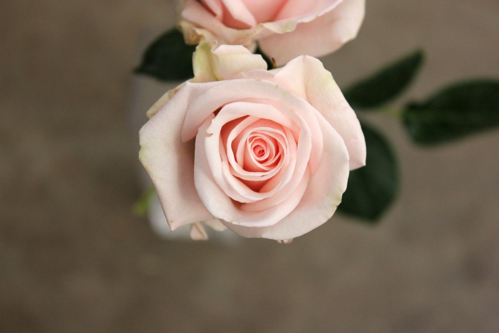 Porcelina Pink - Aerial - Photo Credit Allison Linder
