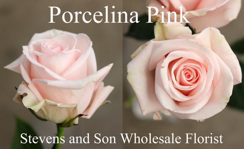 Porcelina Pink - Photo Credit Allison Linder