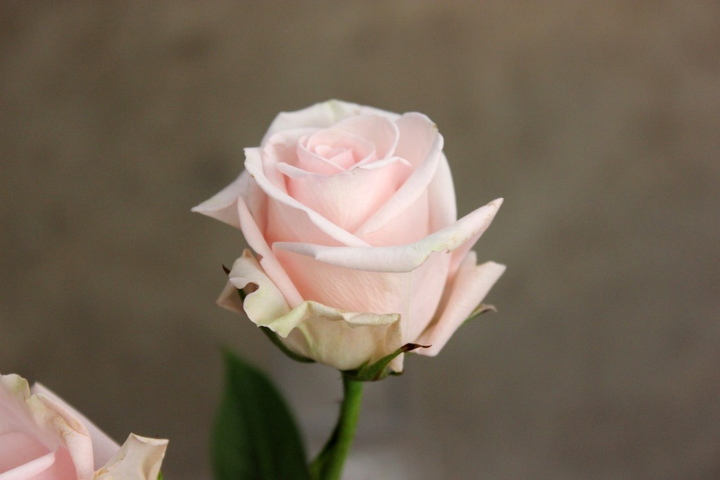 Porcelina Pink - Side - Photo Credit Allison Linder