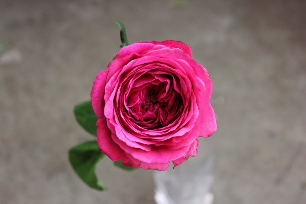 Princess Kishi | Stevens and Son Wholesale Florist