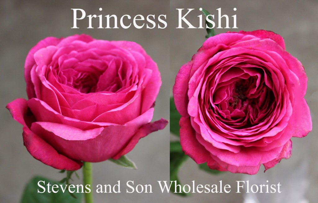 Garden Roses | Stevens and Son Wholesale Florist
