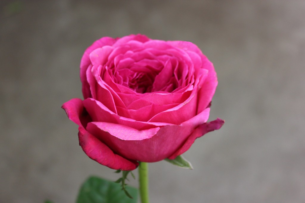 rose♤rose Deluxe & Princess Garden Roses - Princess Pinku Spray in