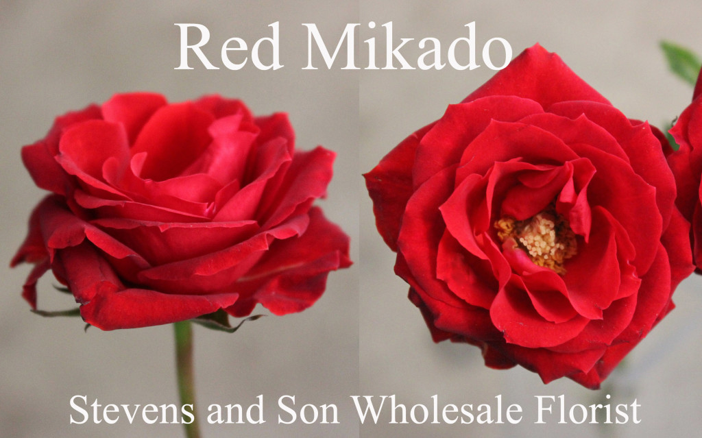 Red Mikado - Photo Credit Allison Linder