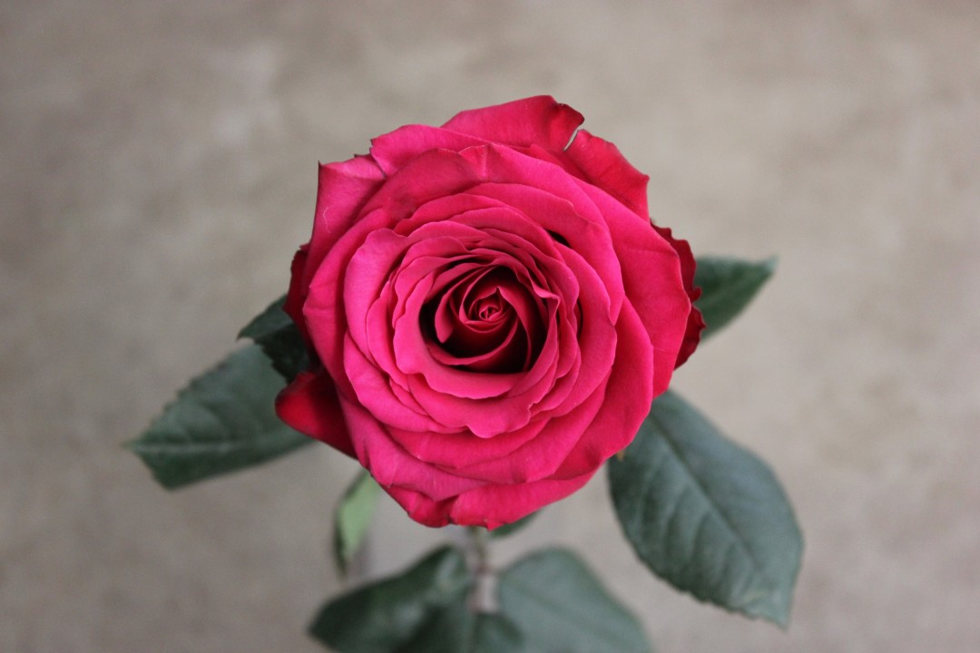 Teal floral centerpieces with led lights and floating candles Roseberry | Stevens and Son Wholesale Florist