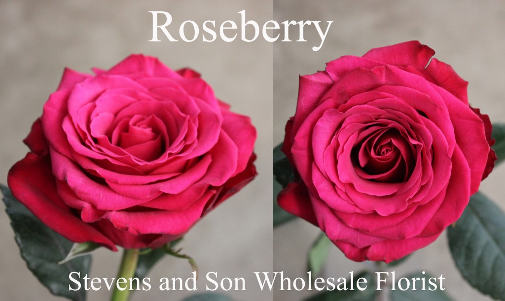 Roseberry - Photo Credit Allison Linder