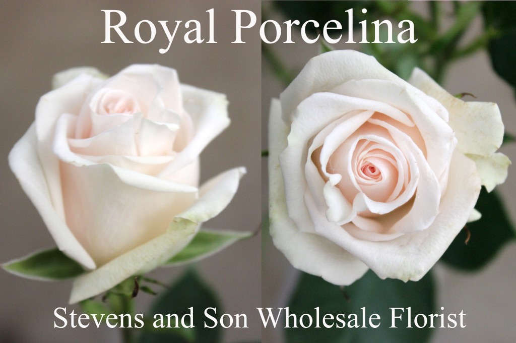 Royal Porcelina - Photo Credit Allison Linder