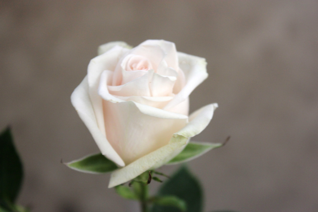 Royal Porcelina - Side - Photo Credit Allison Linder