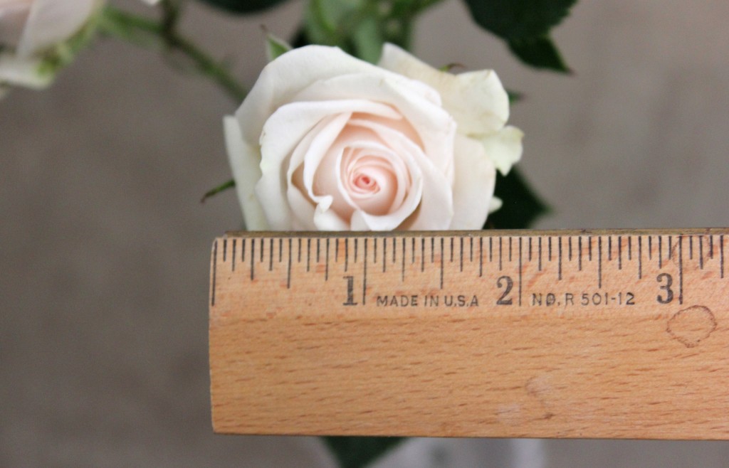 Royal Proceline - Measured - Photo Credit Allison Linder