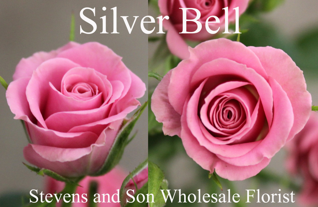 Silver Bell - Photo Credit Allison Linder