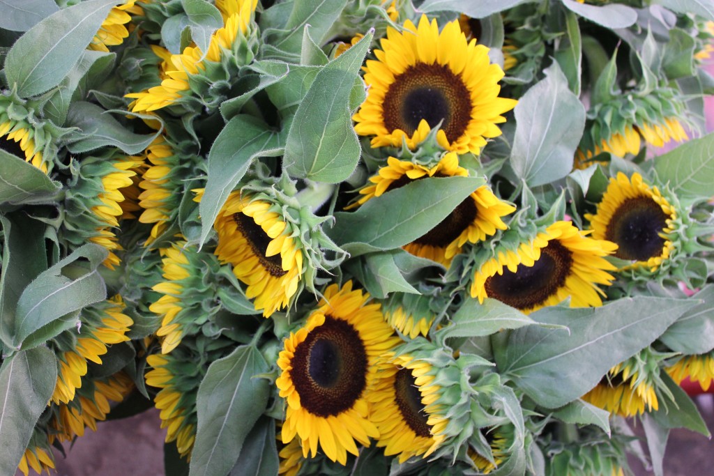 Stevens Sunflowers - Photo Credit Allison Linder