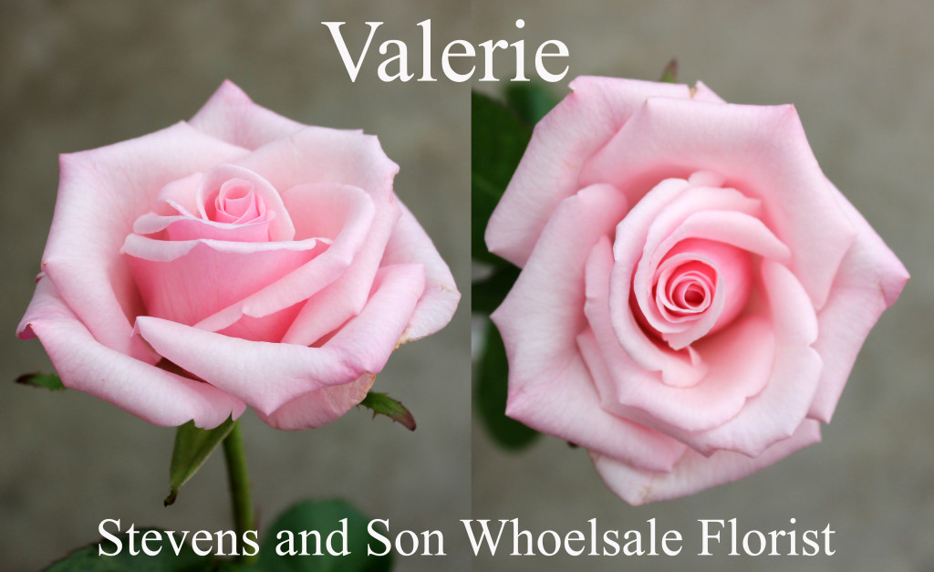 Valerie - Photo Credit Allison Linder
