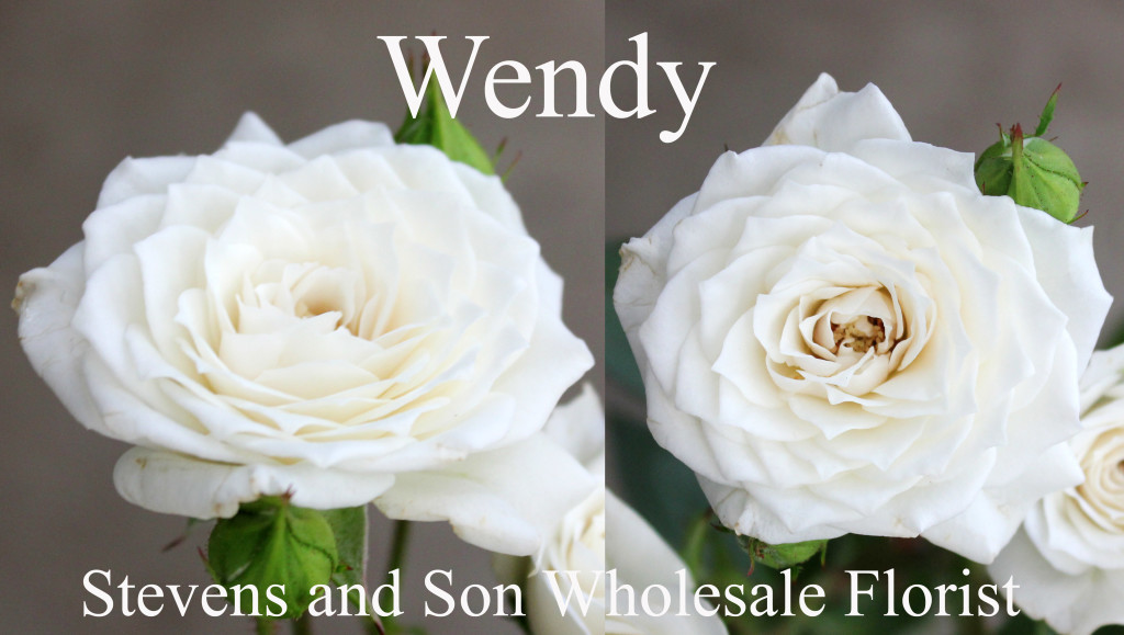 Wendy - Photo Credit Allison Linder