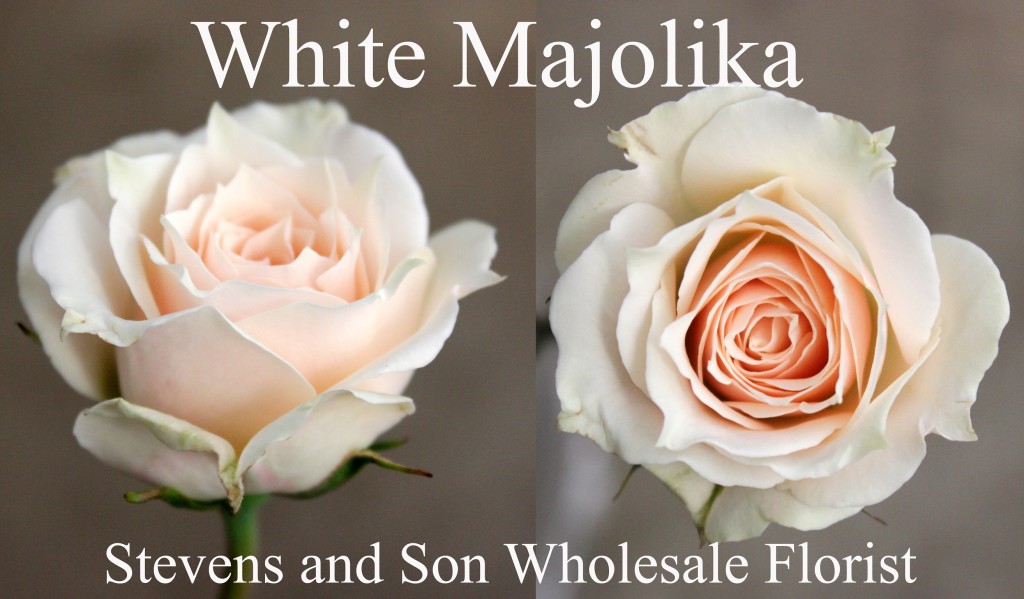 White Majolika - Photo Credit Allison Linder