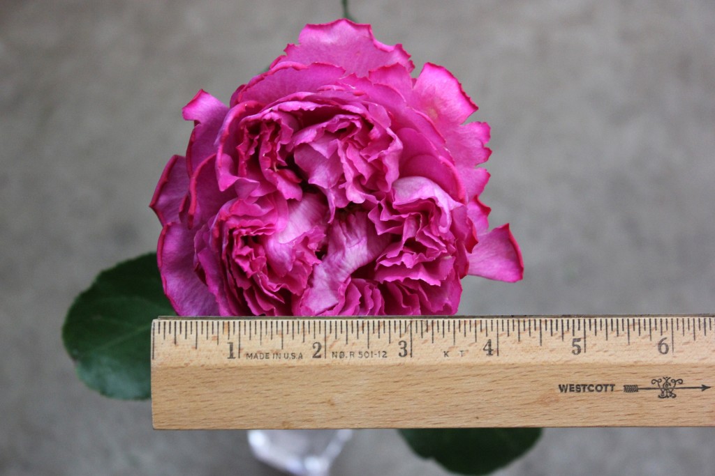 Yves Piaget - Measured - Photo Credit Allison Linder