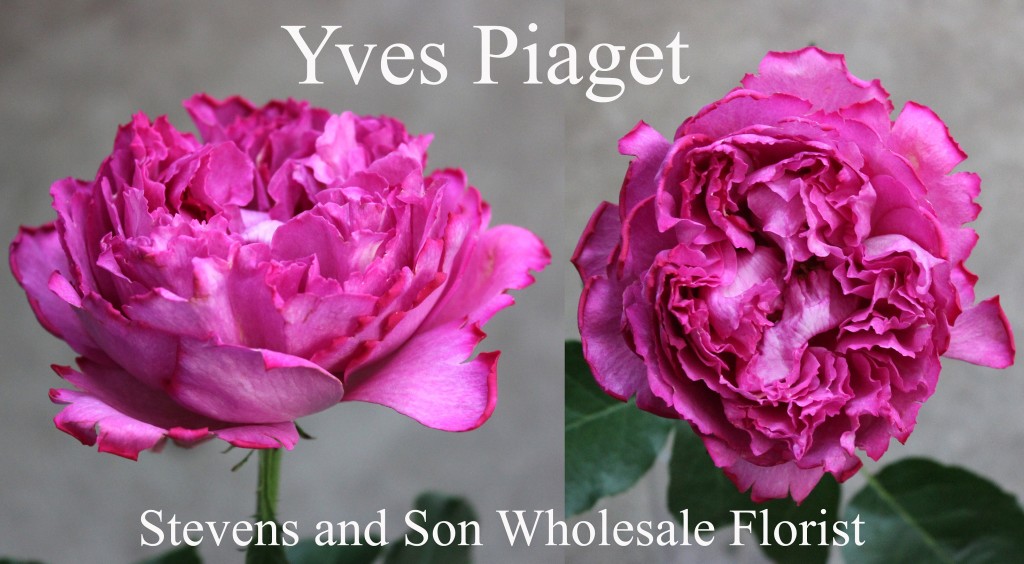 Yves Piaget - Photo Credit Allison Linder
