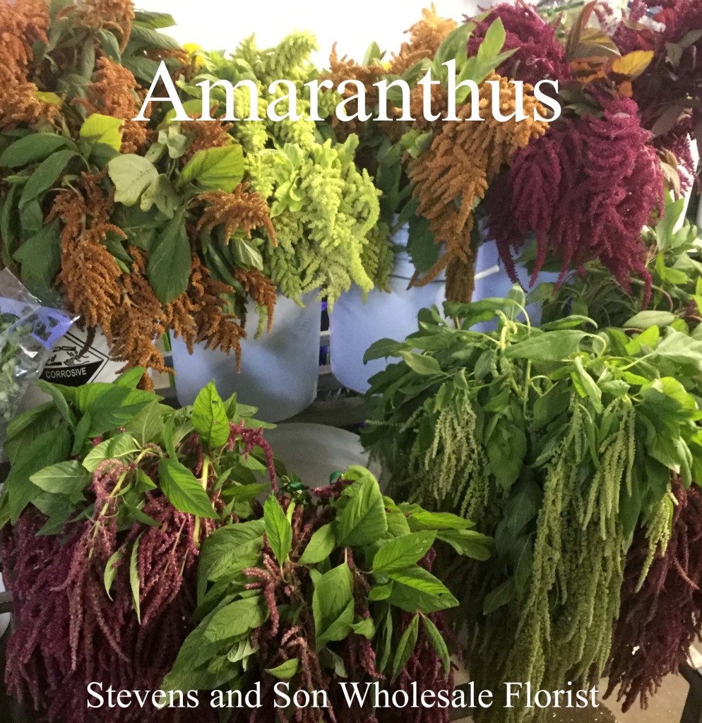 Amaranthus - Photo Credit Allison Linder