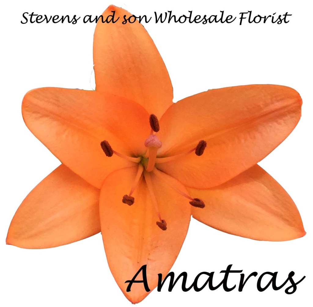 Amatras - Asiatic Lily - Photo Credit Allison Linder copy